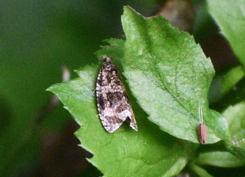 Falena difficile:  Tortricidae:  Celypha cespitana